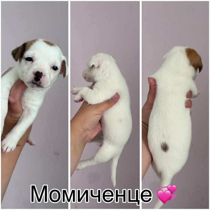 Джак ръсел териер