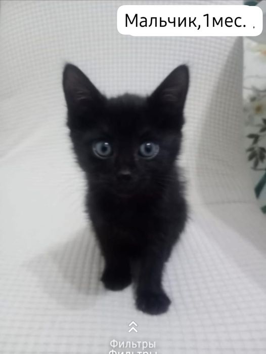 Котята бесплатно