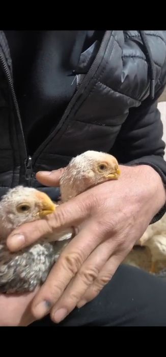 Xon azill parrot индийски азил