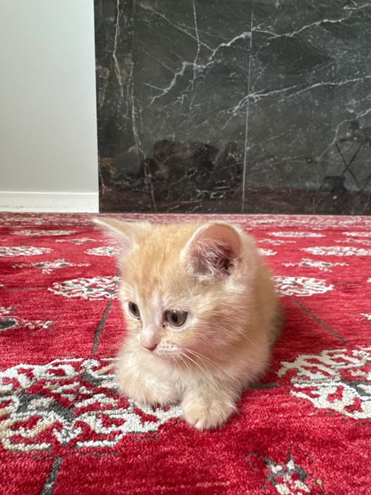 Котик 2 месяца. Шотландский