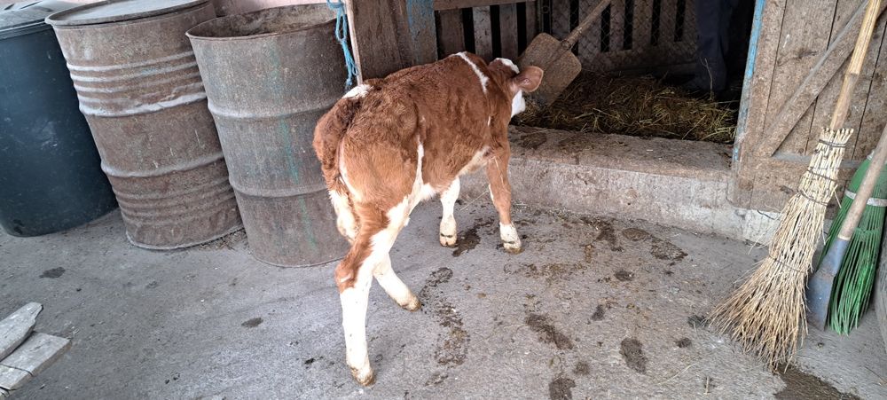 Tăuraș și vițică