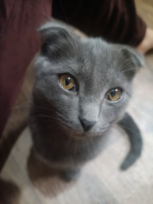 Котики породистые