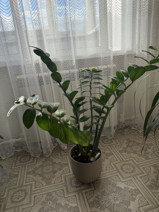 Продам цветы шефлера и замиокулькас