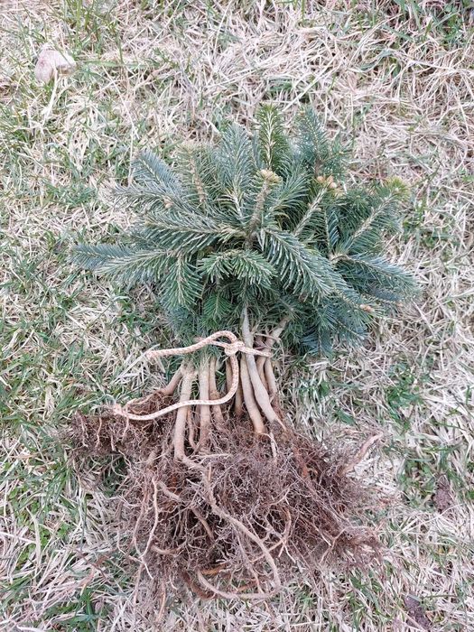 Puieti brad Abies Lasiocarpa intens albastrui-argintii
