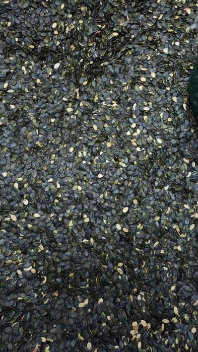 Голо тиквено семе.Тиквени семки