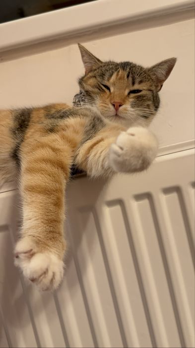 Donez pisică sterilizată, deparazitată