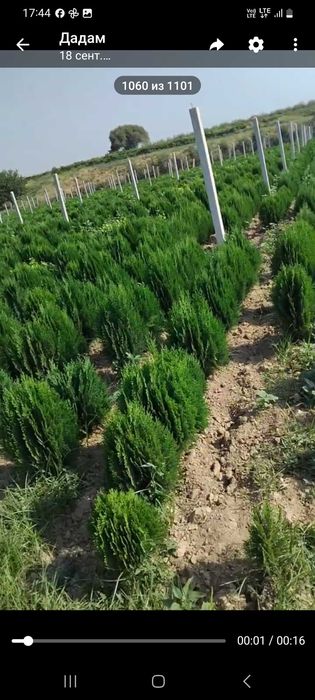 Туя кучатлари сотилади