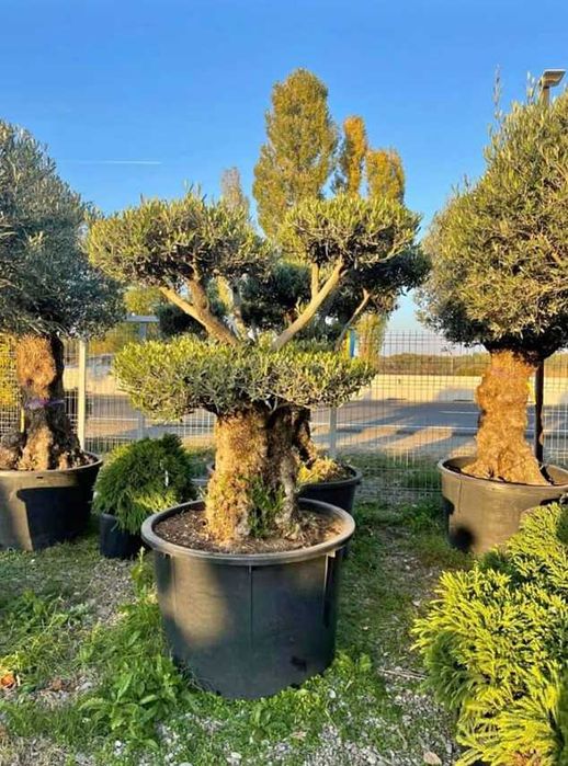 Plante Decorative de Grădină – Montaj Inclus la Orice Comandă