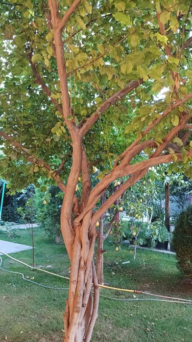 Дерево фундук,и семена фундука