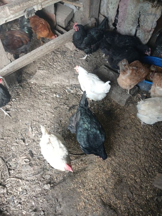 Продам кур несушек разной породы