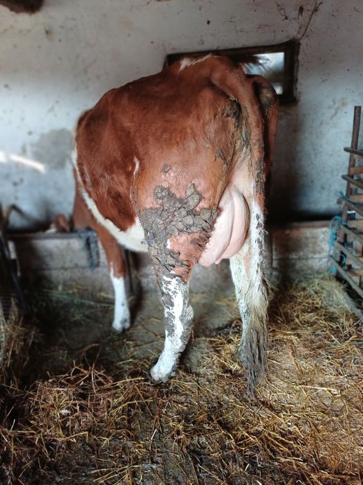 Vind vacă red de 2 ani jumate cu lapte.