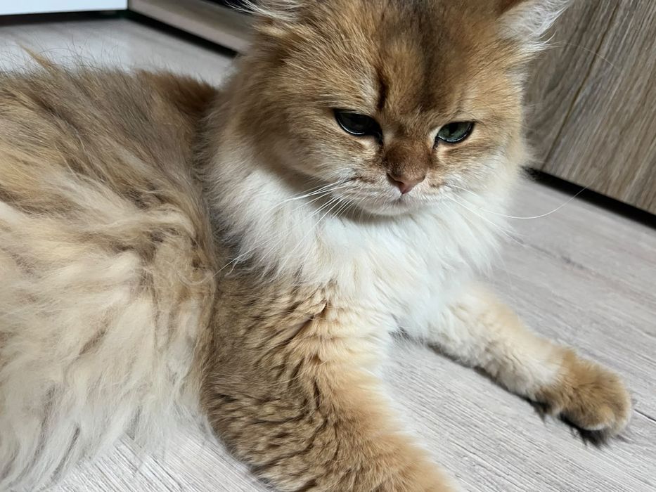 Шишило кошка длина шерстная