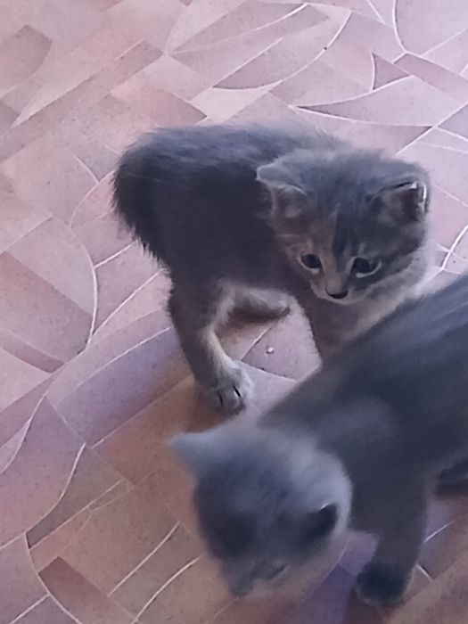 Отдам котят бесплатно