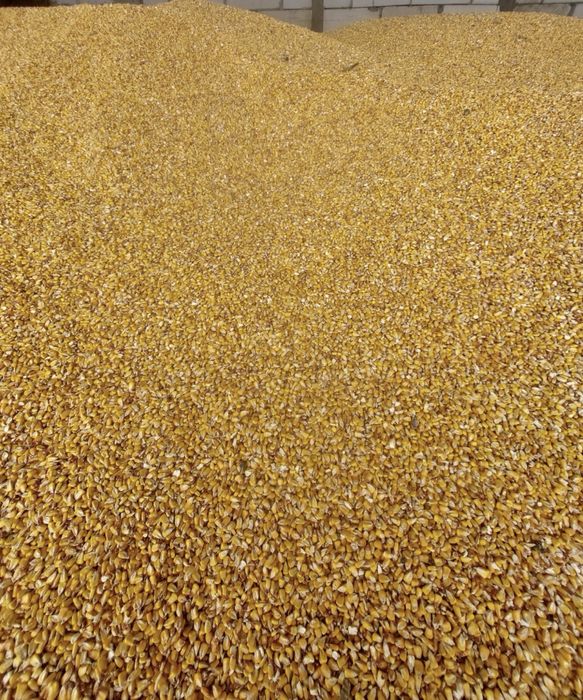 Porumb  la producator