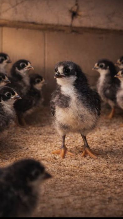 Qora tovuq jo'jalari