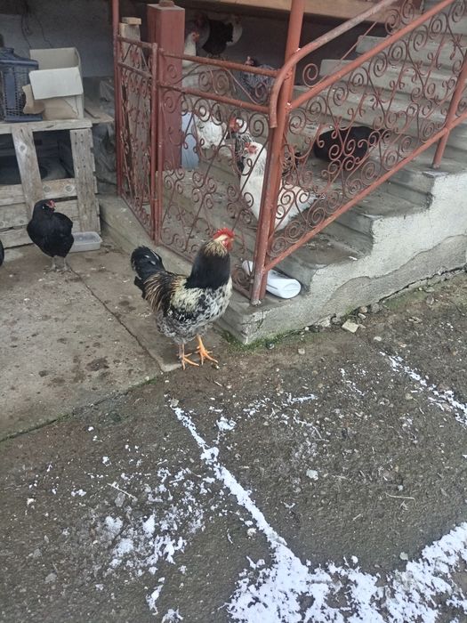 Cocoș de anul trecut