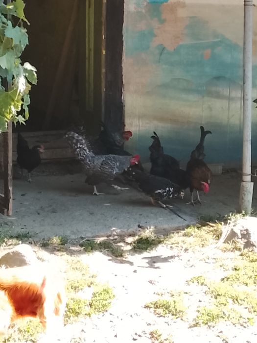 Cocoșei pitici tineri