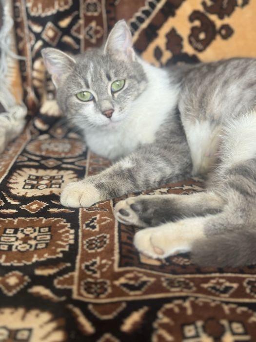 Кошки  Аксу бесплатно