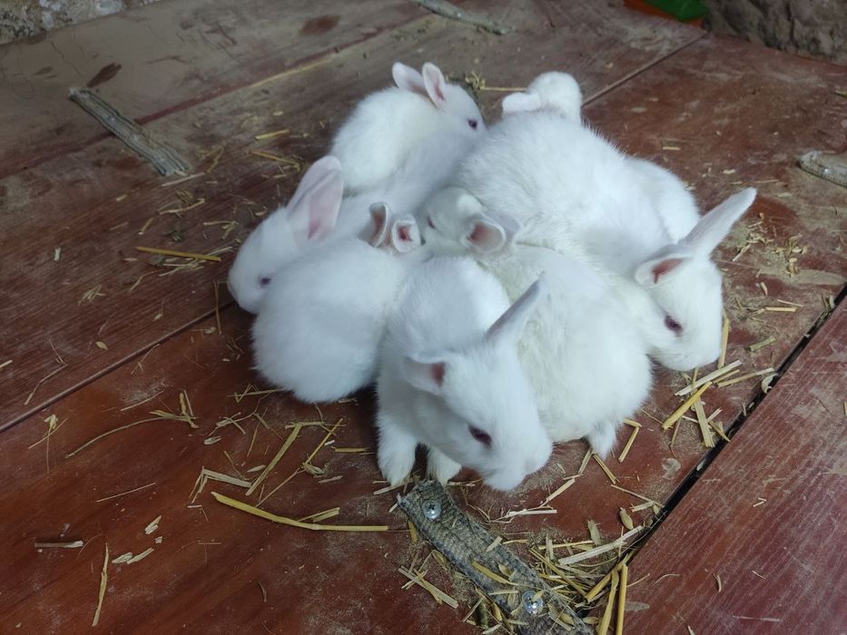 Quyon bolalari. Zotdor