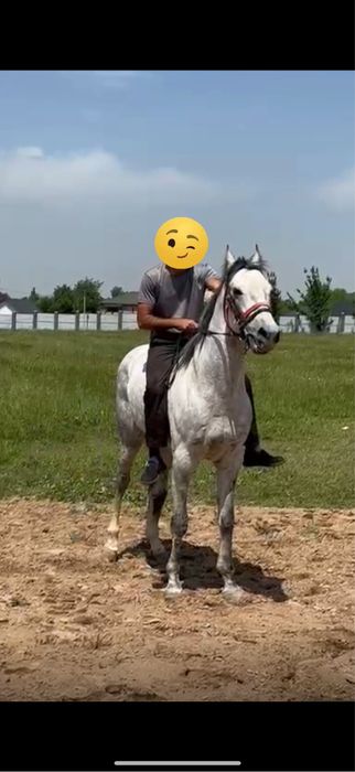 Продам Жеребца возраст 5/6 лет