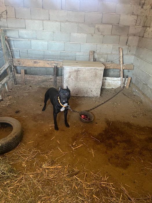 Продается пит-бультерьер