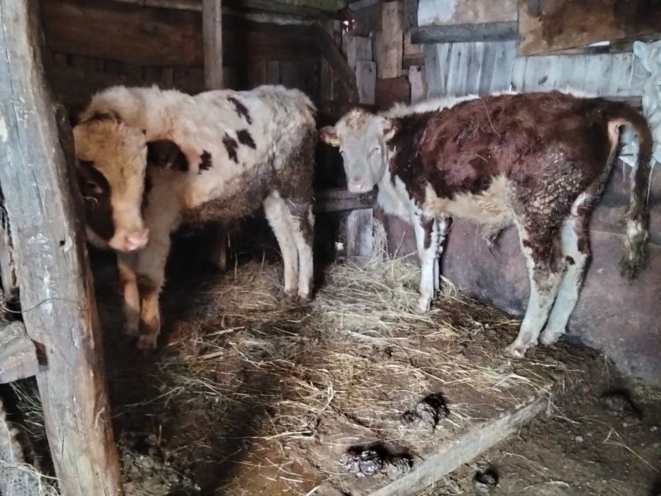 Продам 2 быков, 1 тёлка