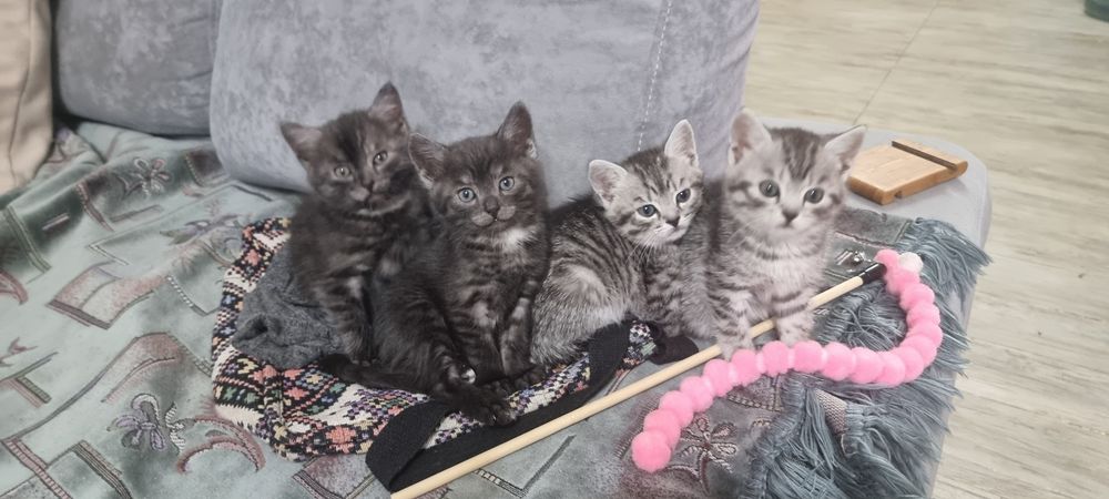 котята в добрые  руки