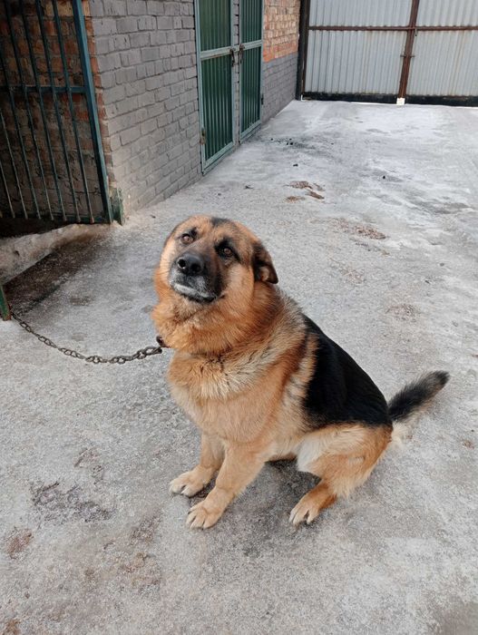 Отдам немецкую овчарку в хорошие руки