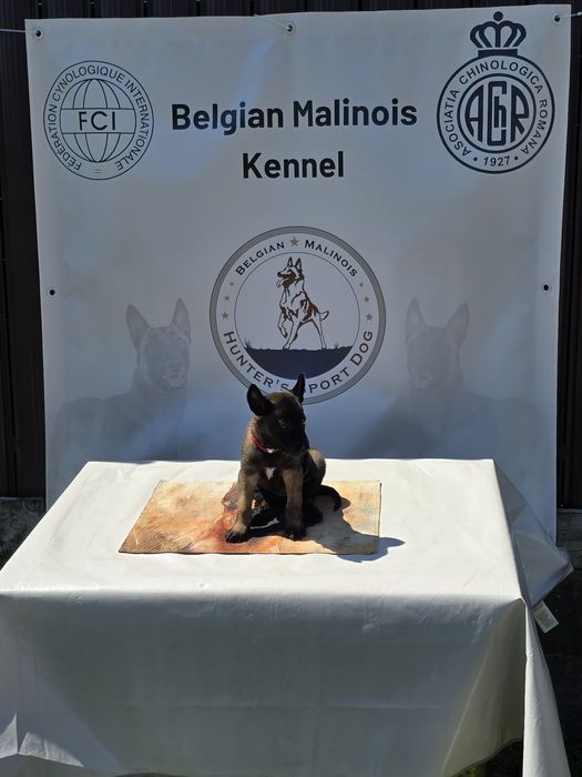 Ciobănesc Belgian Malinois cu pedigree FCI tip A