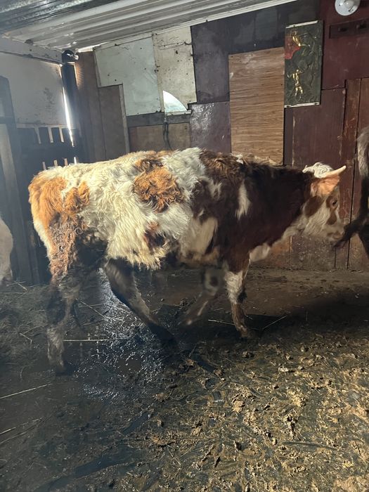 Продаются бычки годовалые