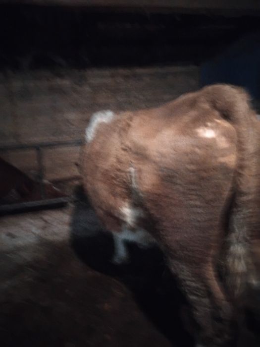 Vacă cu vițeaua belga de vânzare