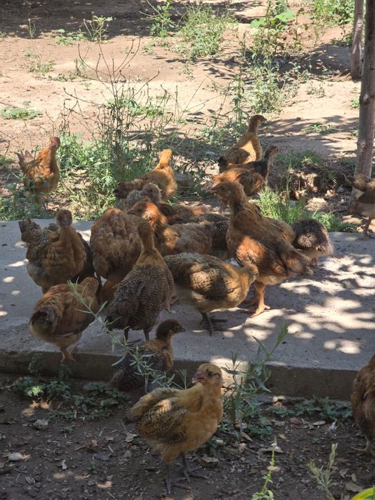 Кучин балапандар