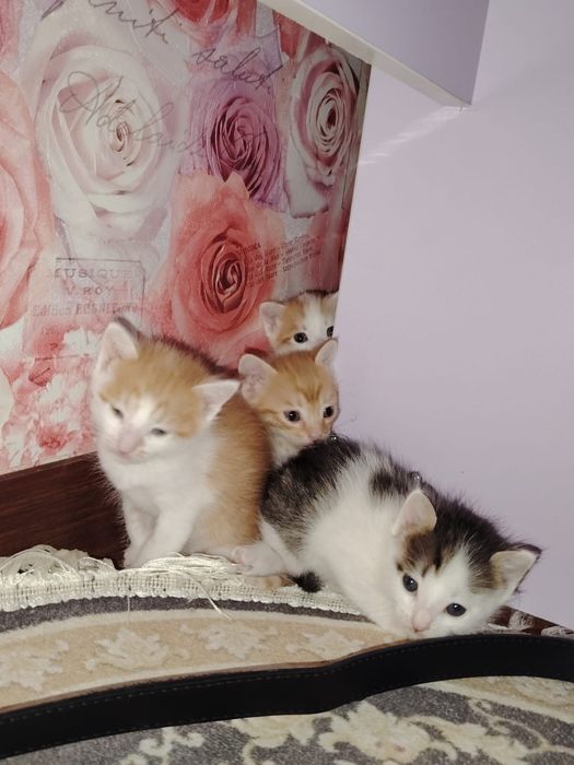 Отдам котят в добрые руки