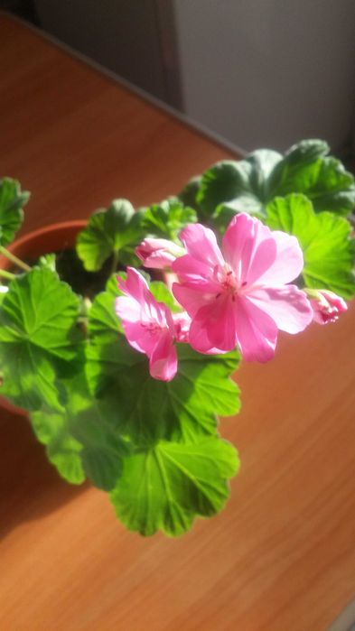 Герань комнатная