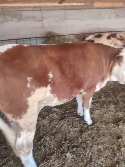 Vând 2 viței bălțați