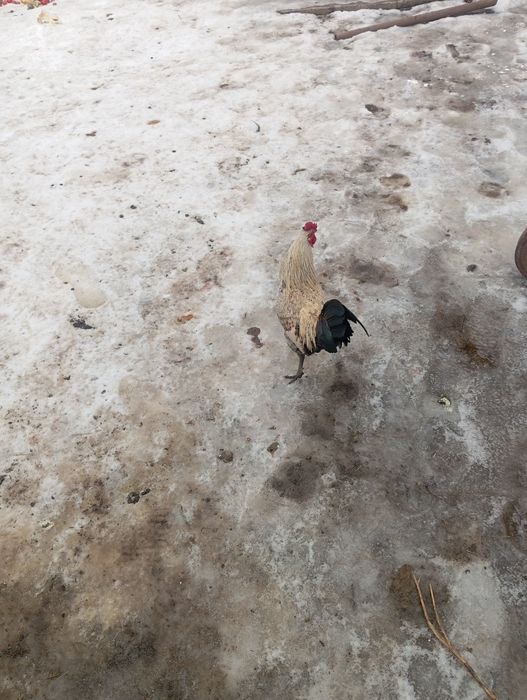 Продам петуха карлика