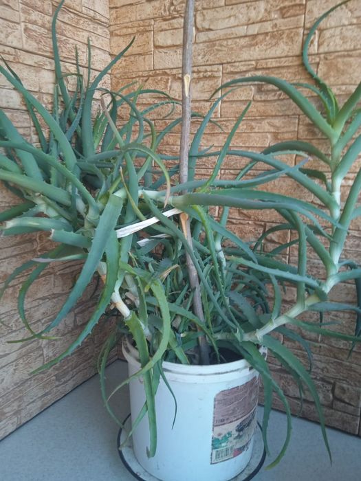 Продам алоэ растение