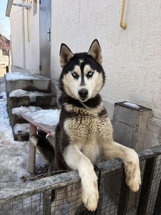 Продаю Сибирский ХАСКИ