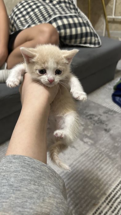 Кошка девочка город актобе, район Шанхай