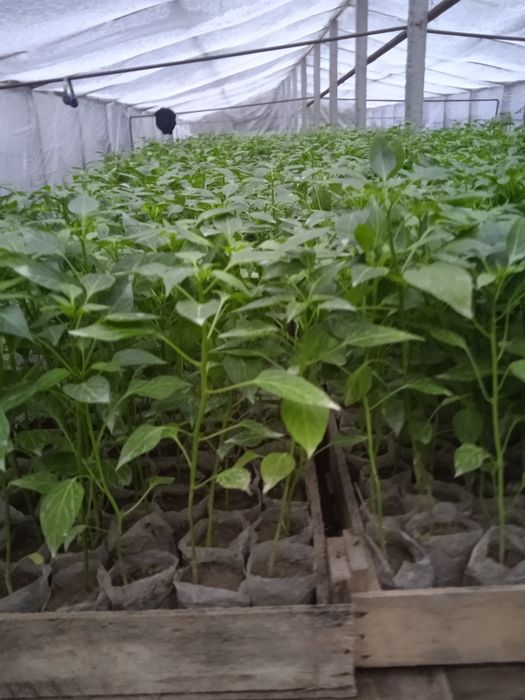 Kochatlar Bank urug ishnarliy narxi keishamiz
Kochatlar  oldisi shanal