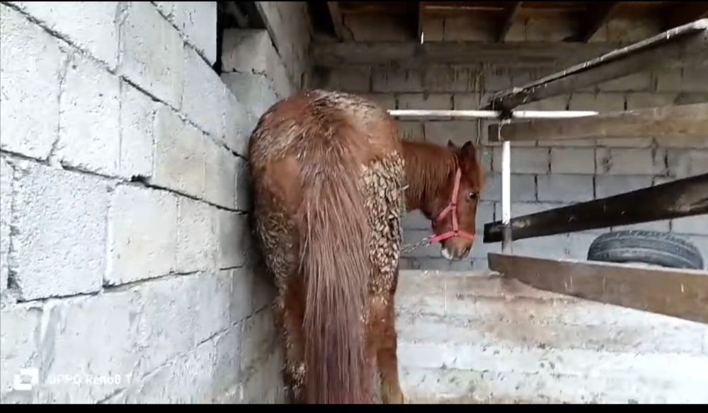 Бие сатылады срочно