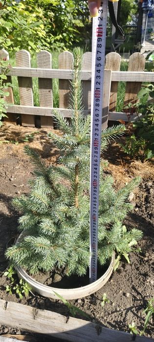 Голубая ель  колючей Picea pungens Clauca
