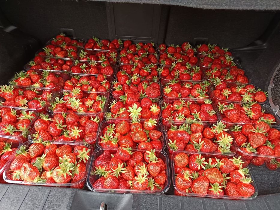 Stoloni căpșuni    Clery