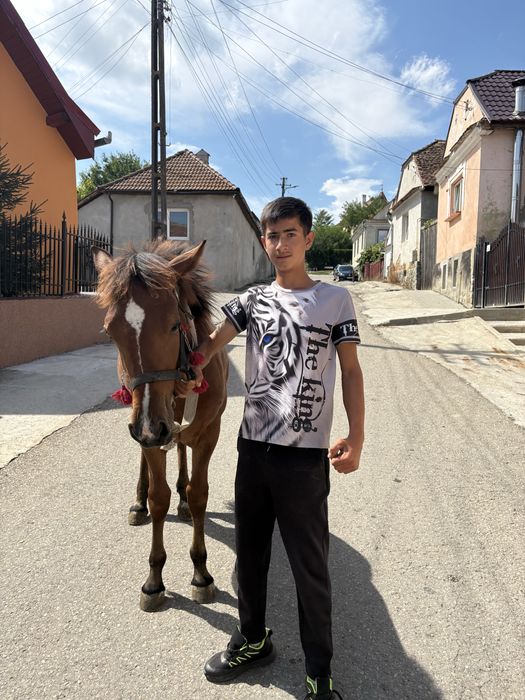 Vand mânza din cai mari are 7luni dau la schimb pe oi sau capre