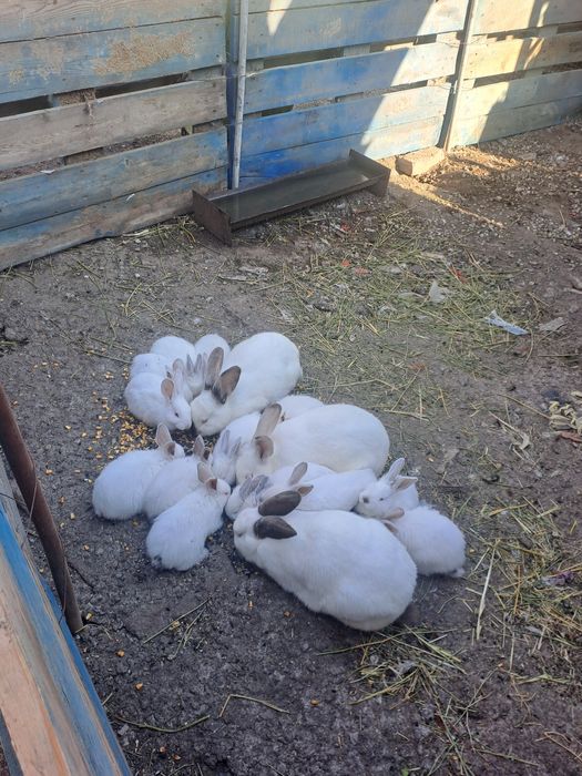 Vind pui de iepure la doar 25 ron bucata