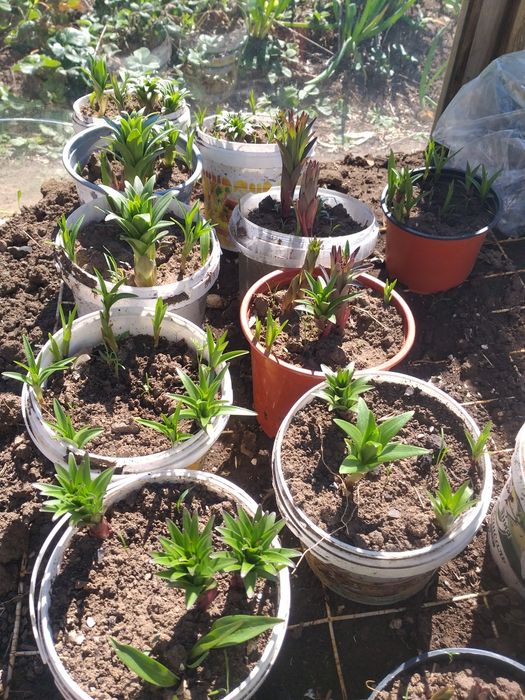 Продам лилии в горшочках Коктал 1