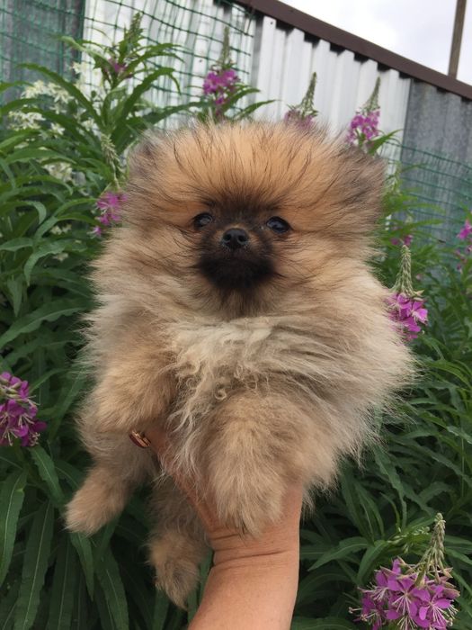 щенки шпица