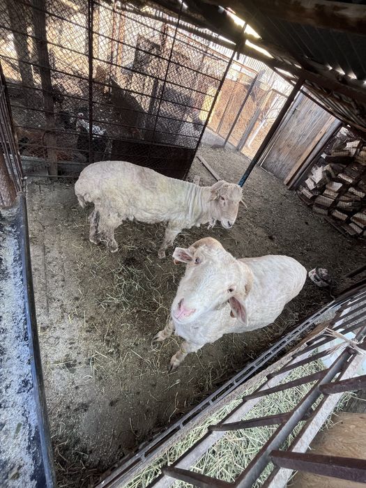 Продам баранов