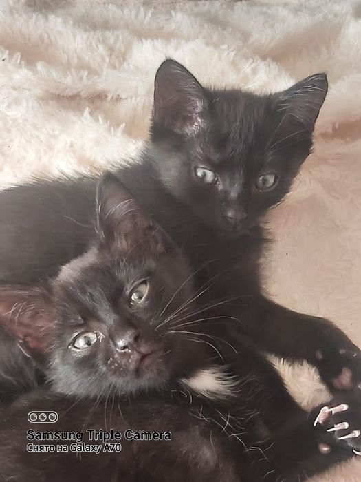 Катята маленькие