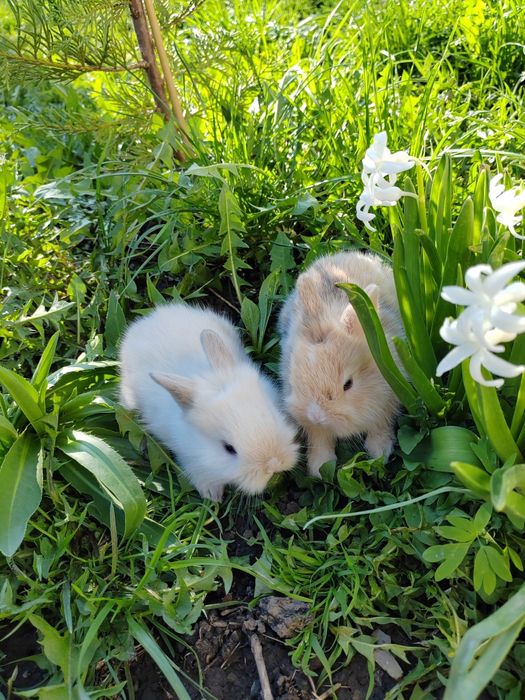 Iepurași pitici de companie